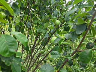 강호지인님의 파 · 영농일지 작성글 사진