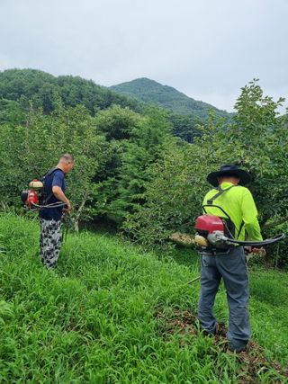 이순기님의 두릅 · 영농일지 작성글 사진