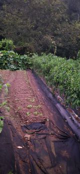 팜모닝 배추·영농일지 게시글 이미지