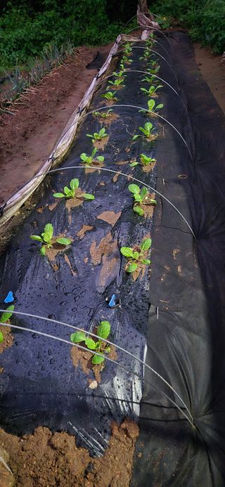 매실21434님의 배추 · 영농일지 작성글 사진