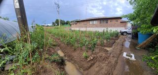 아로니아체리농부유튜님의 기타작물 · 영농일지 작성글 사진