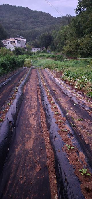 매실21434님의 배추 · 영농일지 작성글 사진