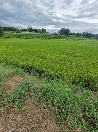윤길정님의 기타작물 · 영농일지 작성글 사진