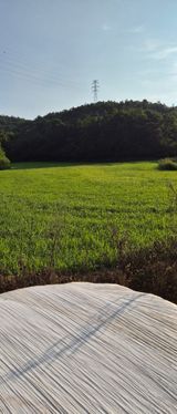 팜모닝 옥수수·영농일지 게시글 이미지