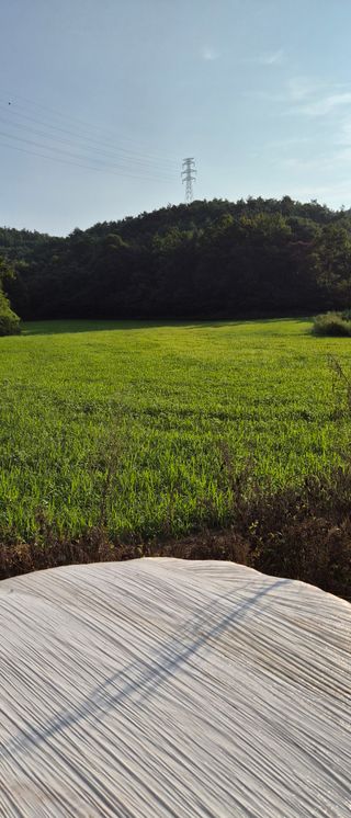 이영식님의 옥수수 · 영농일지 작성글 사진