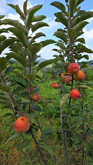 이우섭님의 고추 · 영농일지 작성글 사진