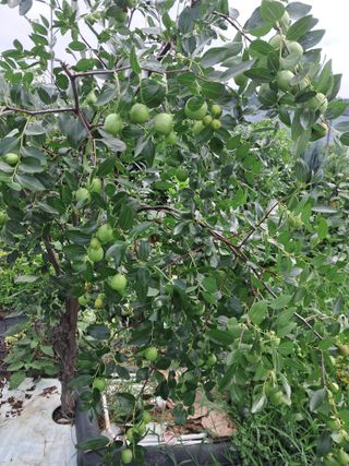 전희분님의 기타작물 · 영농일지 작성글 사진