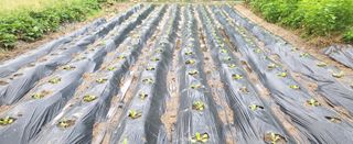 고구마15091님의 배추 · 영농일지 작성글 사진