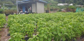 Kns4324님의 파 · 영농일지 작성글 사진