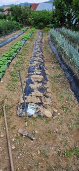 팜모닝 기타작물·영농일지 게시글 이미지