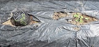 김중언님의 배추 · 영농일지 작성글 사진