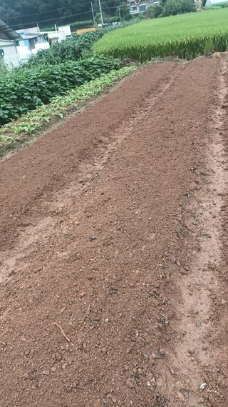 hoonkoo님의 기타작물 · 영농일지 작성글 사진