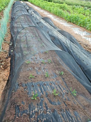 유명숙님의 배추 · 영농일지 작성글 사진