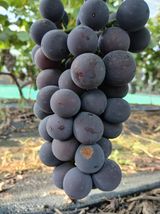 팜모닝 포도·영농일지 게시글 이미지