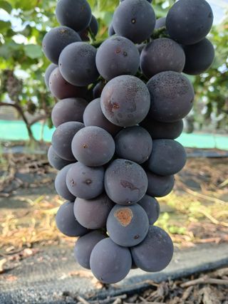 상훈경영체등록5년차님의 포도 · 영농일지 작성글 사진