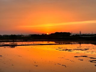 4륜구동경운기님의 벼 · 영농일지 작성글 사진