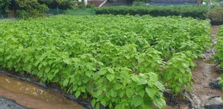 Kns4324님의 파 · 영농일지 작성글 사진