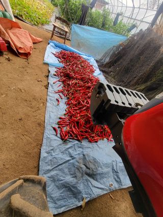 유경임님의 고추 · 영농일지 작성글 사진