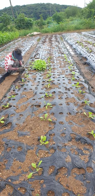 Kns4324님의 배추 · 영농일지 작성글 사진