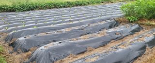 고구마15091님의 배추 · 영농일지 작성글 사진