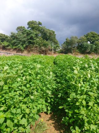 미카엘농장님의 들깨 · 영농일지 작성글 사진
