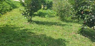 정천복님의 기타작물 · 영농일지 작성글 사진