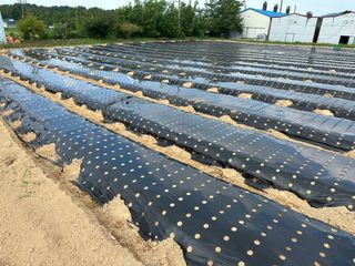 정명진님의 파 · 영농일지 작성글 사진