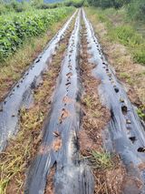 팜모닝 배추·영농일지 게시글 이미지