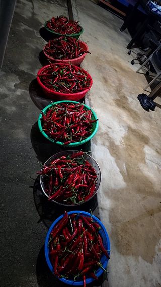 이우섭님의 고추 · 영농일지 작성글 사진