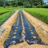 팜모닝 배추·영농일지 게시글 이미지