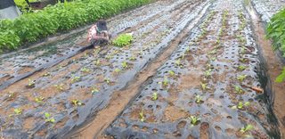 Kns4324님의 배추 · 영농일지 작성글 사진