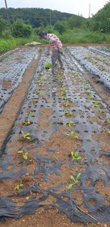 팜모닝 배추·영농일지 게시글 이미지