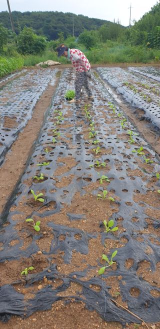 Kns4324님의 배추 · 영농일지 작성글 사진