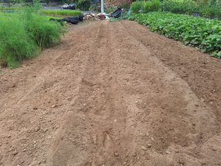 한정술님의 배추 · 영농일지 작성글 사진