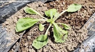 김중언님의 배추 · 영농일지 작성글 사진