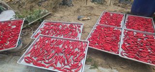 이규동님의 고추 · 영농일지 작성글 사진