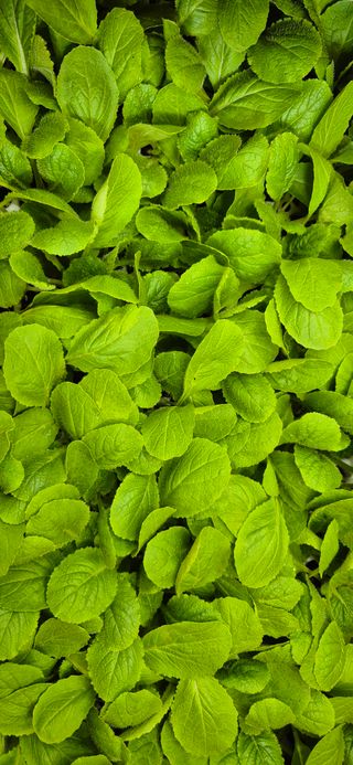 매실21434님의 배추 · 영농일지 작성글 사진