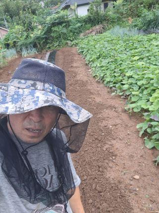 한정술님의 배추 · 영농일지 작성글 사진