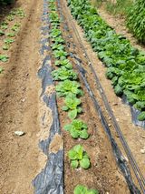 팜모닝 배추·영농일지 게시글 이미지