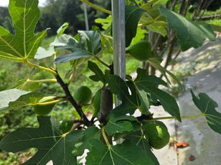 강호지인님의 파 · 영농일지 작성글 사진