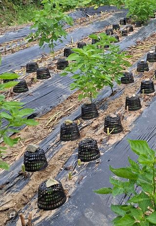 김중언님의 배추 · 영농일지 작성글 사진