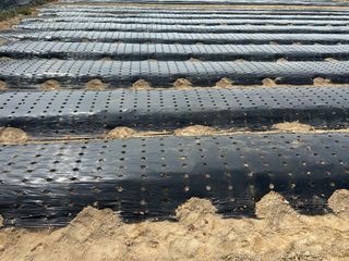 정명진님의 파 · 영농일지 작성글 사진