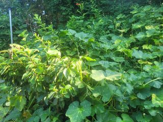 김춘성님의 기타작물 · 영농일지 작성글 사진