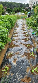 팜모닝 배추·영농일지 게시글 이미지