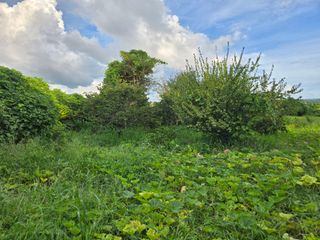 Captain김상곤님의 호박 · 영농일지 작성글 사진