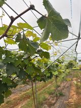 팜모닝 포도·영농일지 게시글 이미지