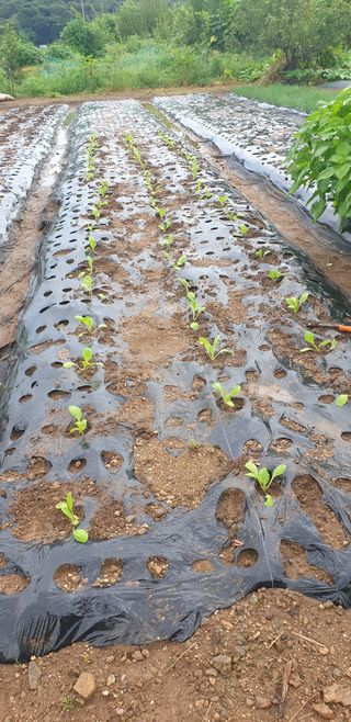 Kns4324님의 배추 · 영농일지 작성글 사진