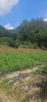 팜모닝 고추·영농일지 게시글 이미지