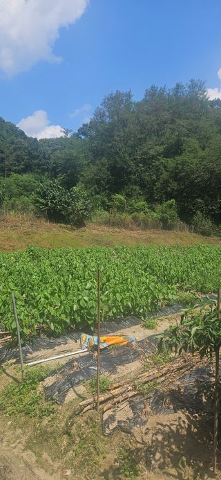 이규동님의 고추 · 영농일지 작성글 사진