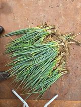 팜모닝 파·영농일지 게시글 이미지